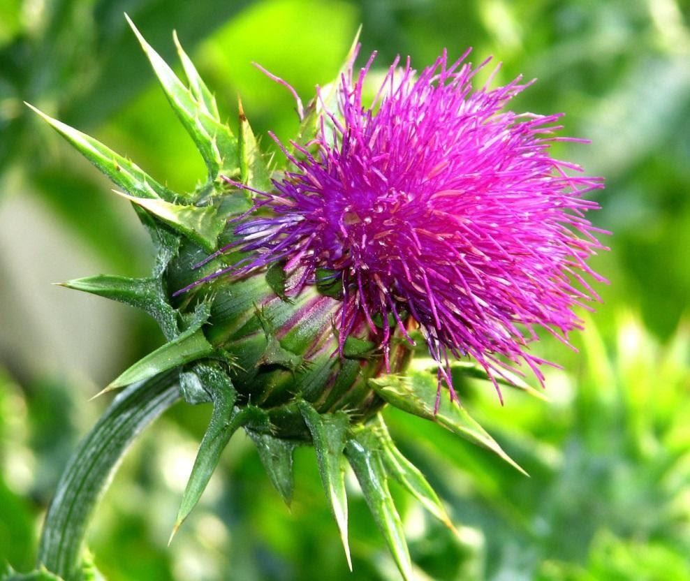 Những lợi &iacute;ch bất ngờ của c&acirc;y kế sữa với sức khoẻ con người | Gi&aacute;o dục Việt  Nam