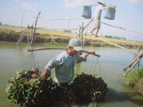 Vào ngày mùa, trẻ em dân tộc Khmer (Quảng Trị) có thể ra đồng cày ruộng phụ giúp cha mẹ.