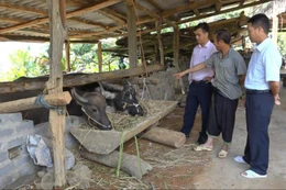 Tập huấn triển khai ứng dụng số, ngân hàng chính sách hỗ trợ người dân tiếp cận vốn dễ dàng