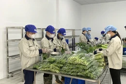 Hợp tác xã nông nghiệp tích cực ứng dụng chuyển đổi số giúp nâng cao giá trị nông sản