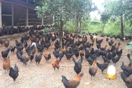 Hợp tác xã mong được hỗ trợ nhiều hơn để tăng ứng dụng minh bạch quá trình chăn nuôi