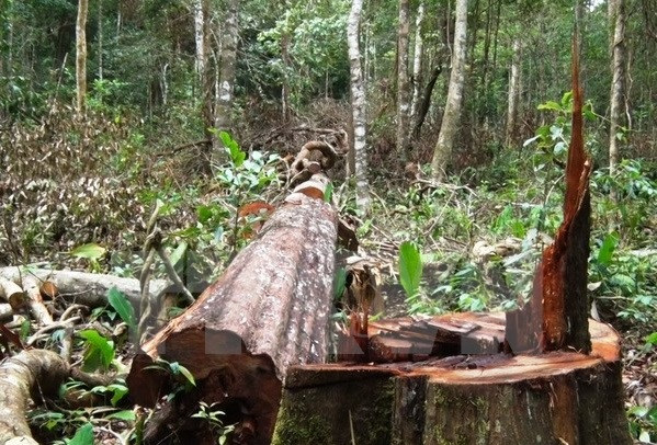 Tăng cường quản lý đất lâm nghiệp, xử lý nghiêm minh các vụ phá rừng trái pháp luật. ảnh: TTXVN. Tăng cường quản lý đất lâm nghiệp, xử lý nghiêm minh các vụ phá rừng trái pháp luật. ảnh: TTXVN.