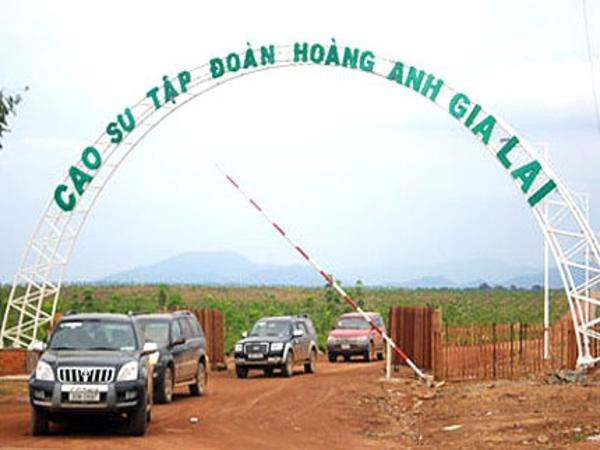 Phải tới năm 2013, Hoàng Anh Gia Lai mới thu được đồng lãi đầu tiên từ mảng cao su. Phải tới năm 2013, Hoàng Anh Gia Lai mới thu được đồng lãi đầu tiên từ mảng cao su.