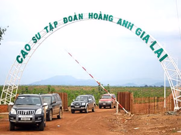 Phải tới năm 2013, Hoàng Anh Gia Lai mới thu được đồng lãi đầu tiên từ mảng cao su.