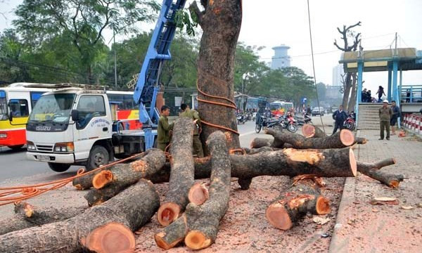 Lâm tặc, Đô tặc hay...Tài tặc? ảnh 4 Lâm tặc, Đô tặc hay...Tài tặc? ảnh 4