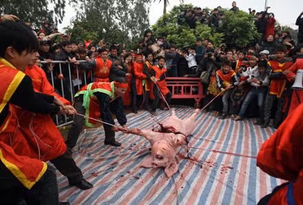 Tổ chức động vật châu Á đã khuyến cáo chấm dứt lễ hội chém lợn ở làng Ném Thượng. ảnh: dân trí.