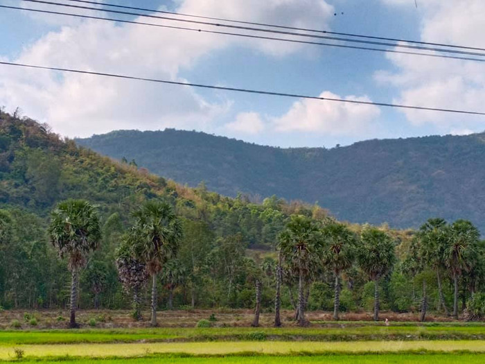 Những hàng cây thốt nốt và núi Cấm nhìn từ xa (Ảnh: Khánh Văn)