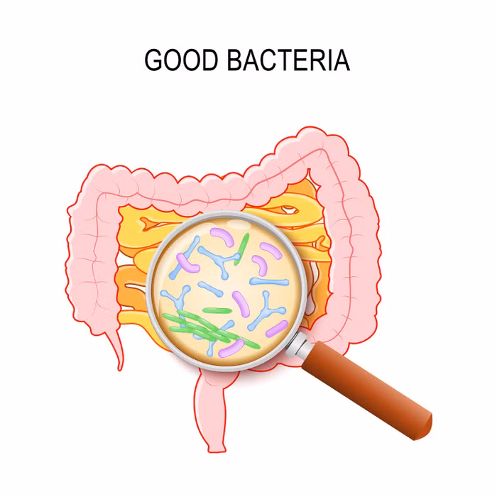 Lợi khuẩn (Probiotics) trong đường ruột đóng vai trò chủ chốt giúp nuôi dưỡng hệ tiêu hóa khỏe mạnh, tạo nền tảng để trẻ phát triển tư duy.