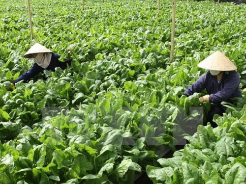 Chính phủ tiếp tục quan tâm thúc đẩy thế mạnh sản xuất nông nghiệp. ảnh minh họa: TTXVN.