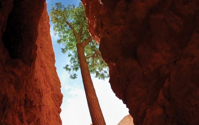 Cây thông vàng phương Tây: cây thông này đã hướng mình về phía ánh nắng trong nhiều năm tại Vườn Quốc gia Utah’s Bryce Canyon tại Mỹ. Ảnh: Peter Blottman / Alamy