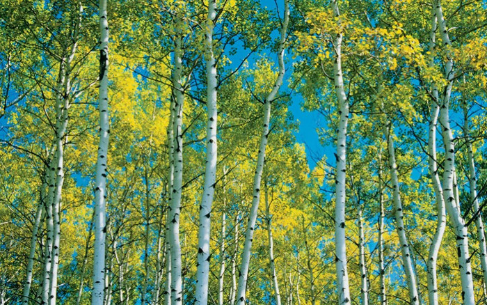 Cây dương trắng: Các cây dương trắng đứng san sát nhau tạo nên vẻ đẹp kỳ vỹ trong ánh nắng mùa xuân. Ảnh: Mike Grandmaison / All Canada Photos / Corbis