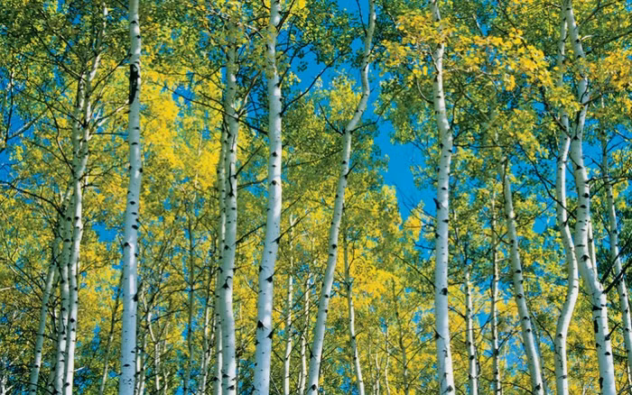 Cây dương trắng: Các cây dương trắng đứng san sát nhau tạo nên vẻ đẹp kỳ vỹ trong ánh nắng mùa xuân. Ảnh: Mike Grandmaison / All Canada Photos / Corbis