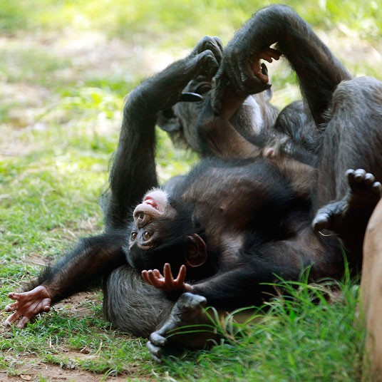 …Ruben chơi với người mẹ nuôi, Kito ở sở thú thành phố Oklahoma. Mẹ của Ruben chết chỉ sau 24h sau khi sinh con ở sở thú Tampa’s Lowry. Ảnh: Sue Ogrocki/ AP. …Ruben chơi với người mẹ nuôi, Kito ở sở thú thành phố Oklahoma. Mẹ của Ruben chết chỉ sau 24h sau khi sinh con ở sở thú Tampa’s Lowry. Ảnh: Sue Ogrocki/ AP.