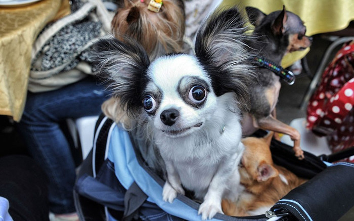 Những con chó được chở trên các xe đẩy ở Sai Kung, HongKong. Vào các ngày chủ nhật, những người dân địa phương đưa các con vật cưng của họ đi dạo dọc bến sông…Ảnh: Brian Cassey/Rex Feature. Những con chó được chở trên các xe đẩy ở Sai Kung, HongKong. Vào các ngày chủ nhật, những người dân địa phương đưa các con vật cưng của họ đi dạo dọc bến sông…Ảnh: Brian Cassey/Rex Feature.