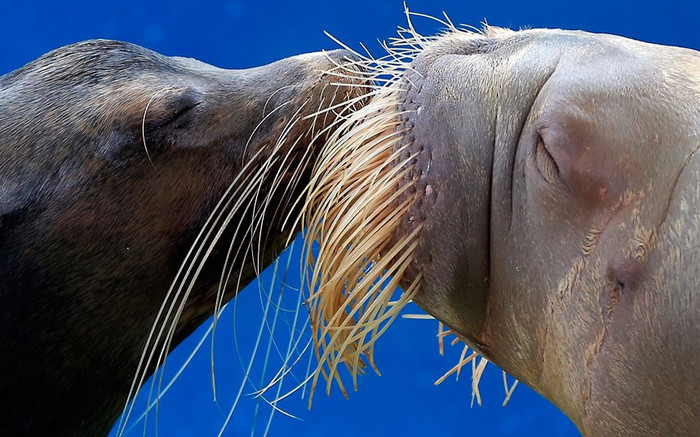 Một con sư tử biển California và một con hải mã “hôn nhau” ở một buổi trình diễn ở khu liên hợp công viên giải trí có bể nuôi Hakkeijima Sea Paradise tại Yokoohama, Nhật Bản. Ảnh: Itsuo Inouye/AP Một con sư tử biển California và một con hải mã “hôn nhau” ở một buổi trình diễn ở khu liên hợp công viên giải trí có bể nuôi Hakkeijima Sea Paradise tại Yokoohama, Nhật Bản. Ảnh: Itsuo Inouye/AP