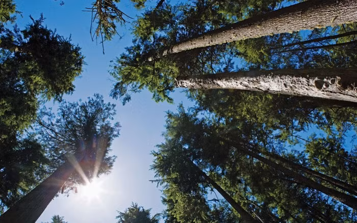 Linh sam Grand: Các thân cây linh sam Grand hướng thẳng lên bầu trời tại một khu rừng ở British Columbia, Canada. Ảnh: Image Source / Corbis