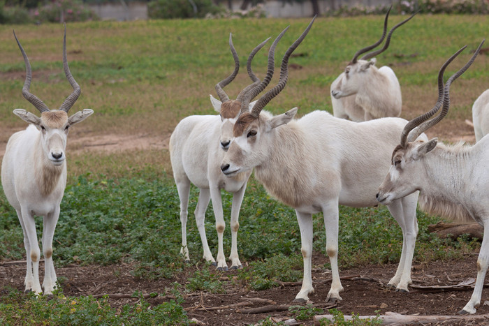 Addax nasomaculatus, hay linh dương sừng xoắn là loài động vật có vú bản xứ lớn nhất tại Sahara. Addax nasomaculatus, hay linh dương sừng xoắn là loài động vật có vú bản xứ lớn nhất tại Sahara.