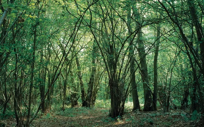 Cây phỉ: Không khó để tìm kiếm tại nhiều cánh rừng cổ những bằng chứng của một ngành công nghiệp xưa cũ trồng cây phỉ lấy vật liệu làm hàng rào. Ảnh: Dr Jeremy Burgess / Science Photo Library