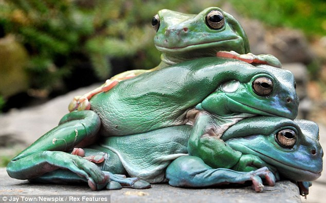 Kermit đang sẵn sàng nhảy lên lưng của hai người bạn.