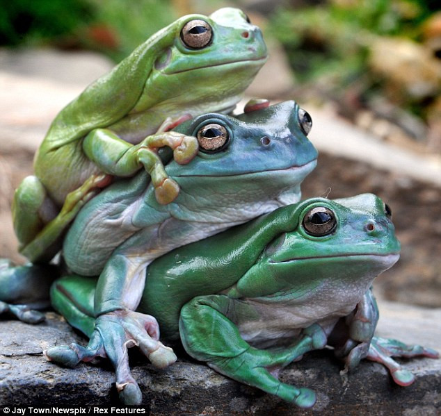 Jabba, con ếch dưới cùng, có vẻ như đang nâng đỡ hai người bạn Freddo và Kemit.