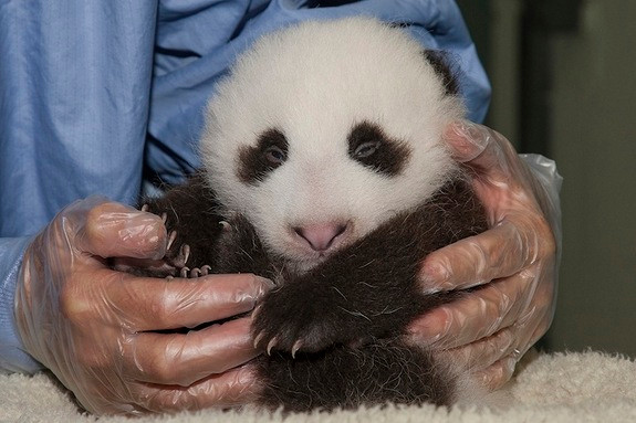 Gấu trúc sơ sinh: Gấu trúc vừa mới chào đời của vườn thú San Diego đã được kiểm tra tình trạng sức khỏe và những người chăm sóc nói rằng con gấu đang phát triển khỏe mạnh và bắt đầu mở mắt nhìn thế giới xung quanh. Gấu trúc sơ sinh: Gấu trúc vừa mới chào đời của vườn thú San Diego đã được kiểm tra tình trạng sức khỏe và những người chăm sóc nói rằng con gấu đang phát triển khỏe mạnh và bắt đầu mở mắt nhìn thế giới xung quanh.