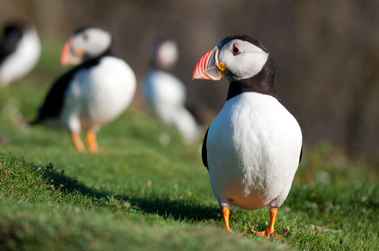 Theo dấu vết chim hải âu rụt cổ: Các nhà khoa học đã đánh dấu 25 con chim hải âu rụt cổ vùng biển Đại Tây Dương ở Ireland mùa hè này để lần theo dấu vết của chúng trong thời kỳ di cư tránh rét vào mùa đông. Không thể biết chính xác được các con chim đó đi đâu vào mùa đông và cũng khó để lần theo dấu vết của chúng bởi các con vật này sử dụng phần lớn thời gian ở dưới nước. Theo dấu vết chim hải âu rụt cổ: Các nhà khoa học đã đánh dấu 25 con chim hải âu rụt cổ vùng biển Đại Tây Dương ở Ireland mùa hè này để lần theo dấu vết của chúng trong thời kỳ di cư tránh rét vào mùa đông. Không thể biết chính xác được các con chim đó đi đâu vào mùa đông và cũng khó để lần theo dấu vết của chúng bởi các con vật này sử dụng phần lớn thời gian ở dưới nước.