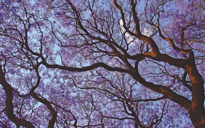 Jacaranda xanh: Các chùm hoa tím tuyệt mỹ của cây Jacaranda xanh phủ ngợp một góc trời và tạo nên vẻ đẹp lôi cuốn. Ảnh: Francois Theron / Getty Images