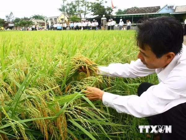 Cây lúa cũng được hỗ trợ bảo hiểm. ảnh: TTXVN.