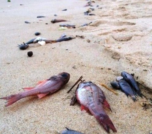 Hải sản chết bất thường gây thiệt hại cho ngư dân 4 tỉnh miền Trung. Hải sản chết bất thường gây thiệt hại cho ngư dân 4 tỉnh miền Trung.
