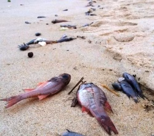 Hải sản chết bất thường gây thiệt hại cho ngư dân 4 tỉnh miền Trung.