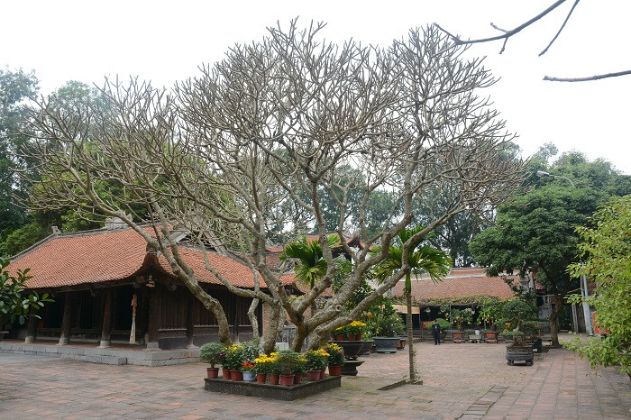 Quang cảnh tuyệt đẹp của chùa Vĩnh Nghiêm gần như vẫn còn nguyên vẹn. ảnh: Đỗ Công Tiến. Quang cảnh tuyệt đẹp của chùa Vĩnh Nghiêm gần như vẫn còn nguyên vẹn. ảnh: Đỗ Công Tiến.