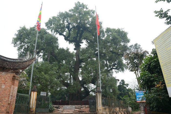 Cây Dã Hương luôn tỏa bóng mát cho sân Đình Viễn Sơn. Ảnh: Công Tiến Cây Dã Hương luôn tỏa bóng mát cho sân Đình Viễn Sơn. Ảnh: Công Tiến