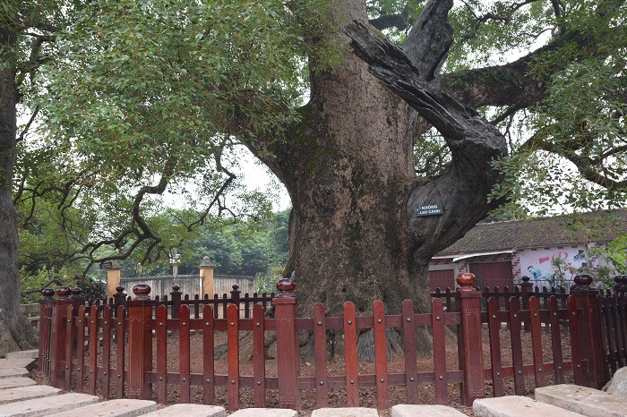 Ảnh chụp gốc cây Dã Hương, to đến 8 người ôm. Ảnh: Công Tiến Ảnh chụp gốc cây Dã Hương, to đến 8 người ôm. Ảnh: Công Tiến