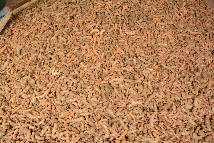 Sáng chế chữa trị đau dạ dày của cô Mến được chiết xuất từ nghệ thiên nhiên được trồng trên mảnh đất huyện Yên Dũng, tỉnh Bắc Giang. Ảnh: Công Tiến Sáng chế chữa trị đau dạ dày của cô Mến được chiết xuất từ nghệ thiên nhiên được trồng trên mảnh đất huyện Yên Dũng, tỉnh Bắc Giang. Ảnh: Công Tiến