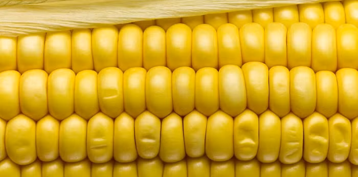 Ngô, đậu Hà Lan, khoai tây, bí, bí và quả có xu hướng chứa ít vitamin, khoáng chất và chất xơ hơn các loại rau khác.