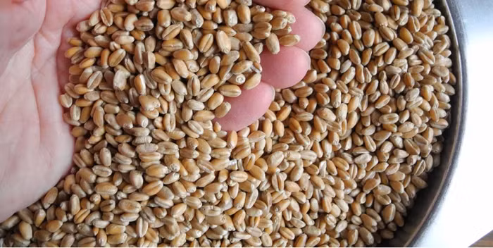 Bạn hãy thêm ngũ cốc vào trong bữa ăn hàng ngày của mình.