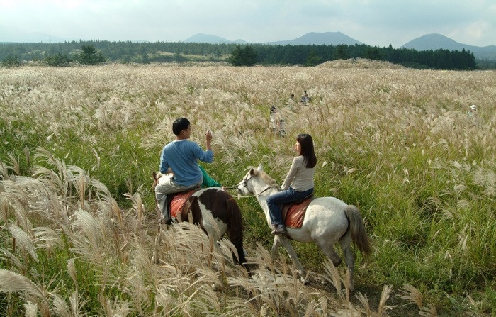 Cưỡi ngựa tại đảo Jeju là một trải nghiệm đầy thú vị. Cưỡi ngựa tại đảo Jeju là một trải nghiệm đầy thú vị.