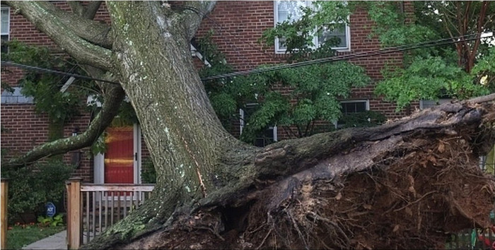 Nhiều tuyến đường bị ngưng trệ giao thông do cây đổ và dây điện bị rơi. Nhiều tuyến đường bị ngưng trệ giao thông do cây đổ và dây điện bị rơi.