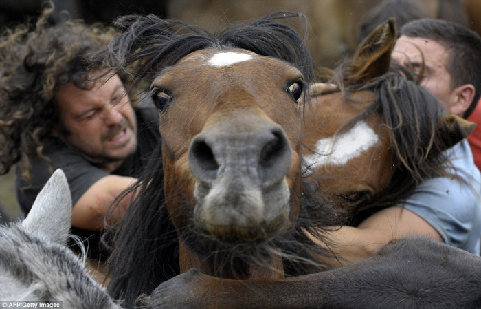 Lễ hội Rapa das Bestas ở Tây Ban Nha không dành cho người yếu tim, vì nó là những màn đọ sức trong một trận đấu vật đáng kinh ngạc giữa người và ngựa.
