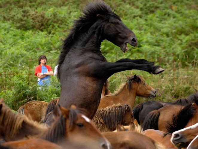 Những chú ngựa sau khi được cắt bờm, cắt lông đuôi.