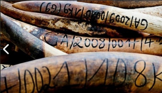 Ngà voi có thể thu về cho những kẻ săn bắn trộm ước tính khoảng 80-100 triệu USD mỗi năm.