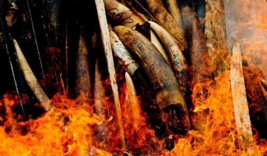 Ở Gabon, săn bắn đêm là bất hợp pháp, tuy nhiên, hiện tượng này ở nông thôn lại rất phổ biến.