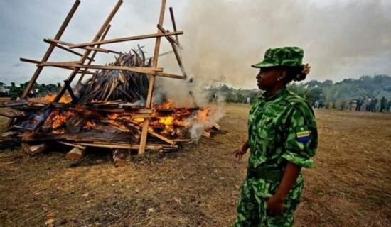 Rất nhiều ngà voi đã được thu lại để tiêu hủy.
