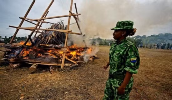 Rất nhiều ngà voi đã được thu lại để tiêu hủy. Rất nhiều ngà voi đã được thu lại để tiêu hủy.