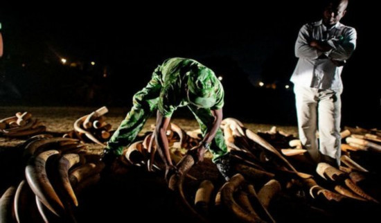 Các nhân viên an ninh gom ngà voi thu được để chuẩn bị tiêu hủy.