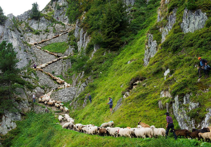 Đàn cừu đi theo vách đá tại làng Belalp, Thụy Sĩ. Đàn cừu đi theo vách đá tại làng Belalp, Thụy Sĩ.
