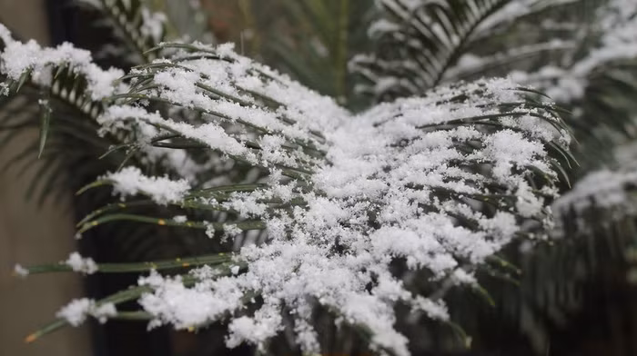 Tuyết rơi ở thành phố này gần đây nhất là trong tháng 6 năm 2007 và trước đó là trong tháng 9 năm 1981.