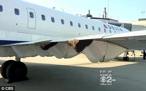 Đàn ong làm tổ ngay trên cánh máy bay. Đàn ong làm tổ ngay trên cánh máy bay.