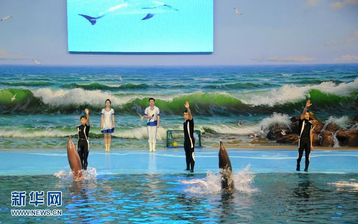 Những chú cá heo đang thực hiện theo lệnh của các huấn luyện viên trong một màn biểu diễn