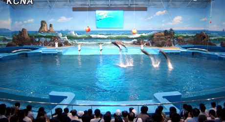 Màn trình diễn bắt mắt của cá heo thu hút đông đảo người dân đến xem.